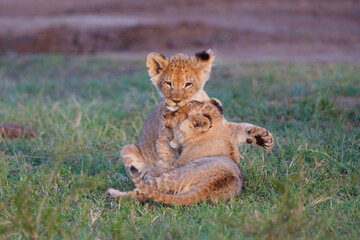 Lion cub running and playing in the Masai Mara Game Reserve in Kenya