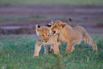 Lion cub running and playing in the Masai Mara Game Reserve in Kenya