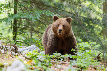 Obraz na płótnie Canvas Brown bear - close encounter with a wild brown bear eating in the forest and mountains of the Notranjska region in Slovenia