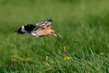 Eurasian hoopoe (Upupa epops) flying while searching for food in a meadow in the Netherlands