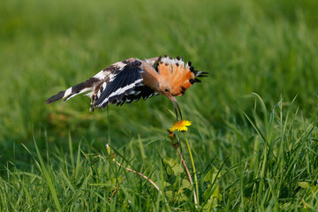 Eurasian hoopoe (Upupa epops) flying while searching for food in a meadow in the Netherlands © henk bogaard