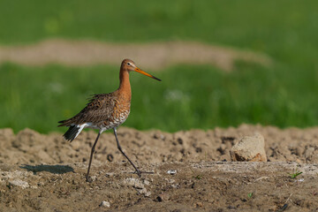 Black-tailed Godwit (Limosa Limosa) searching for food in the meadows in the Netherlands      