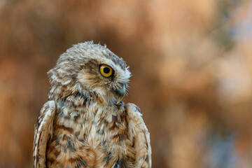 Portrait of a Burrowing owl (Athene cunicularia) in the Netherlands