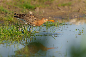 Black-tailed Godwit (Limosa Limosa) searching for food in the meadows in the Netherlands      
