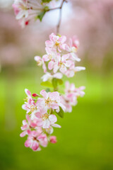 Fototapeta premium Closeup on sakura outdoors in city park