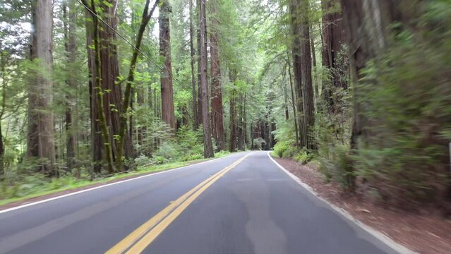 POV footage of driving on the Avenue of the Giants