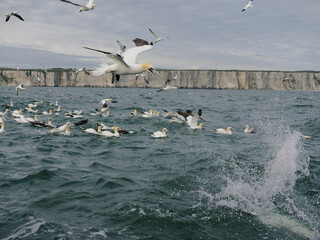 Naklejka premium Gannet, Morus bassanus