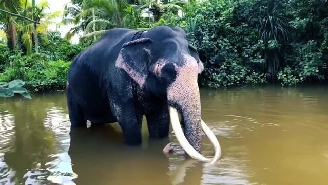 Asian tusker elephant in Sri Lanka