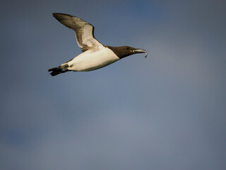 Guillemot, Uria aalge