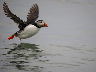 Puffin, Fratercula arctica