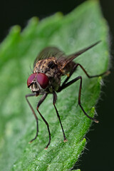 Fototapeta premium House fly resting on plant leaf.