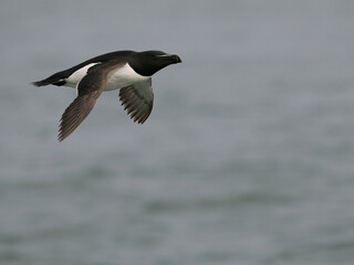 Razorbill, Alca torda