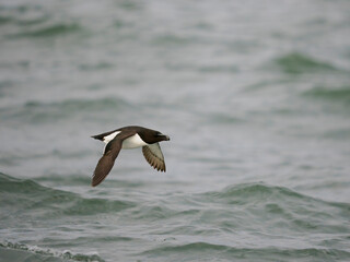 Razorbill, Alca torda
