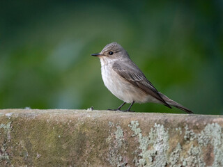 Spotted flycatcher, Muscicapa striata