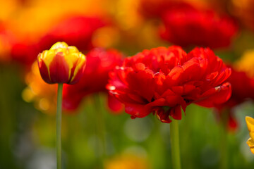 tulips outdoors in city park