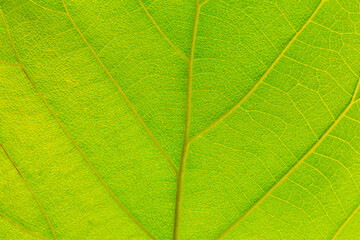 Fototapeta na wymiar Abstract closeup green leaf texture background 