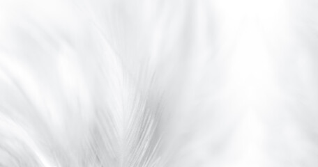 white feather texture,white feather texture background