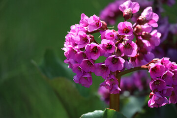 Small pink blooming flowers