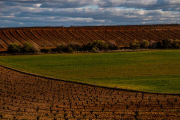 Horizonte de viñedos