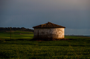 PALOMAR EN PLENO CAMPO