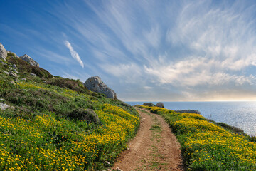 Beautiful dirt road through flowers along the mediterranean sea in Cyprus