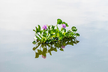 Eichhornia crassipes or common water hyacinth flower blossomed on the pond