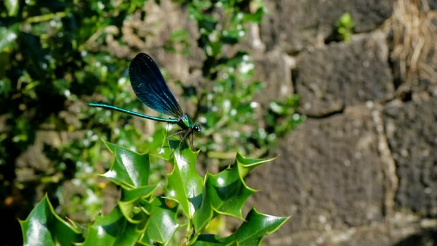 une libellule se pose sur du houx