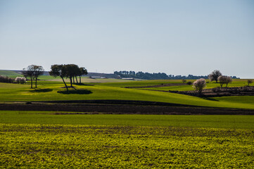 Campos de cereal en pleno auge