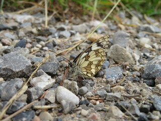 Schachbrettfalter Schmetterling