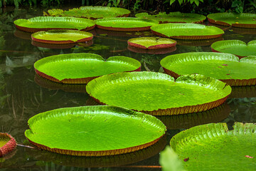 Amazon Water Lilies