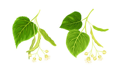 Blossoming branches of linden tree set vector illustration