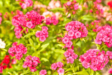 pink flowers in a garden
