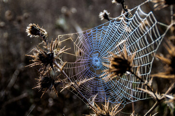 Tela de araña congelada