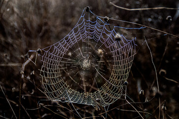 Tela de araña congelada
