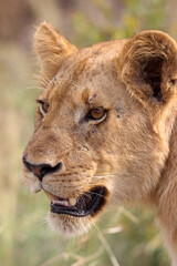 Young Lioness, Close-up, Kruger National park, South Africa