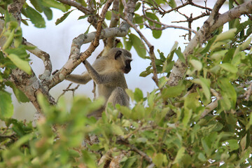 Vervet Monkey in a tree, Kruger National Park, South Africa