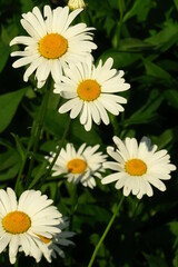 white garden chamomile grows in the garden