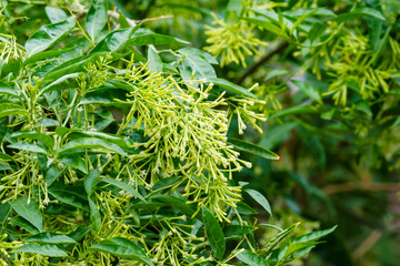 close up of a Night Jasmine  or Parijat , Raat ki Rani plant