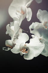 Fototapeta na wymiar orchidées sauvages