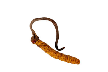 One Cordyceps sinensis On The white Background