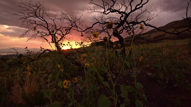 Looking up past sunflowers and walking through dead tree with colorful sunset moving through and looking around.