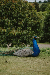 Obraz premium peacock in the garden