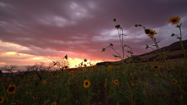 Panning over sunflowers during colorful sunset in Utah overlooking the valley during summer.
