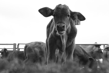 Beefmaster calf on Texas ranch for rustic portrait, isolated on white background.