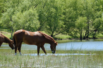 Livestock hydration concept with horses in ranch pond water of Texas landscape during sunny summer. - obrazy, fototapety, plakaty