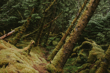 tree in the woods