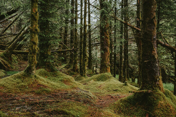 Fototapeta premium path in the woods