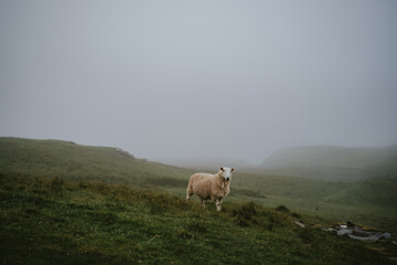 sheep in the mountain