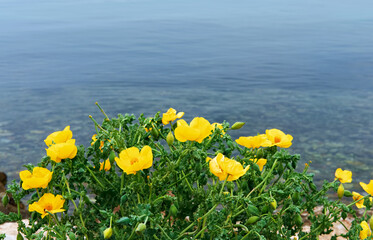 Close up view of yellow buttercup flowers with sea background.