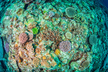 サンゴ　珊瑚礁